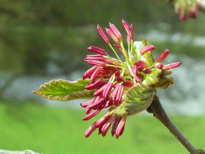 Parrotia persica - انجیلی